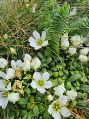 Gentianella saxosa, photograph (c) Mitch Van Dyke, some rights reserved (CC BY)
