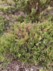 Ericeae
