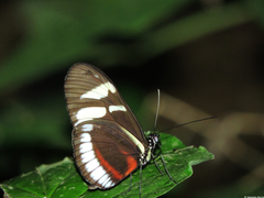 Heliconius cydno cydnides