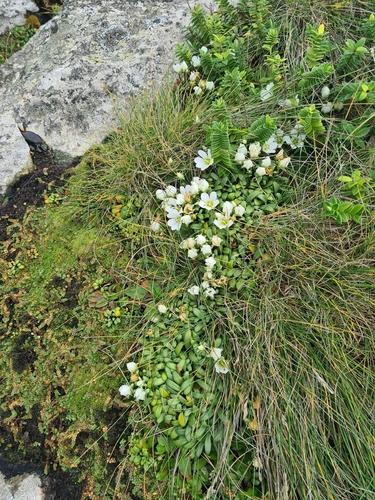 Gentianella saxosa, photograph 5