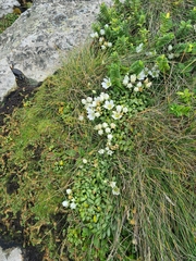 Gentianella saxosa, photograph (c) Mitch Van Dyke, some rights reserved (CC BY)