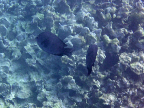 Chromis verater, 2026-04-06