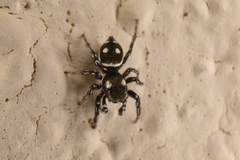 Heliophanus apiatus