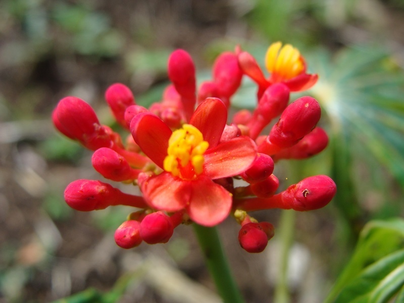 Mandraco Homem Verde - Flor-de-coral – Jatropha multifida • Nome  Científico: Jatropha multifida • Sinonímia: Adenoropium multifidum • Nomes  Populares: Flor-de-coral, Bálsamo, Flor-coral, Planta-coral, Merthiolate,  Mercúrio, Pinhão, Pião-branco, Pinhão