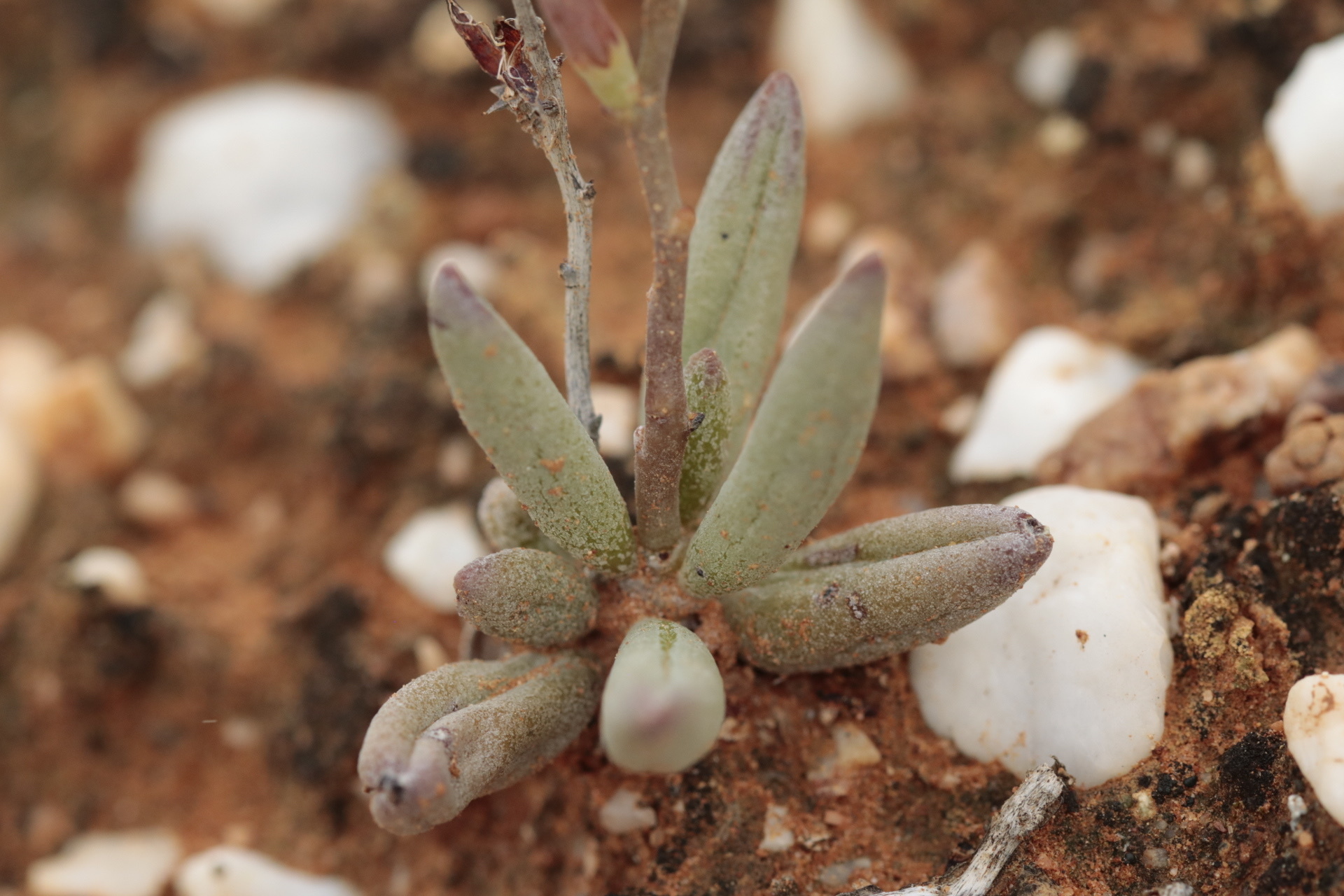 Imagem de Adromischus marianiae