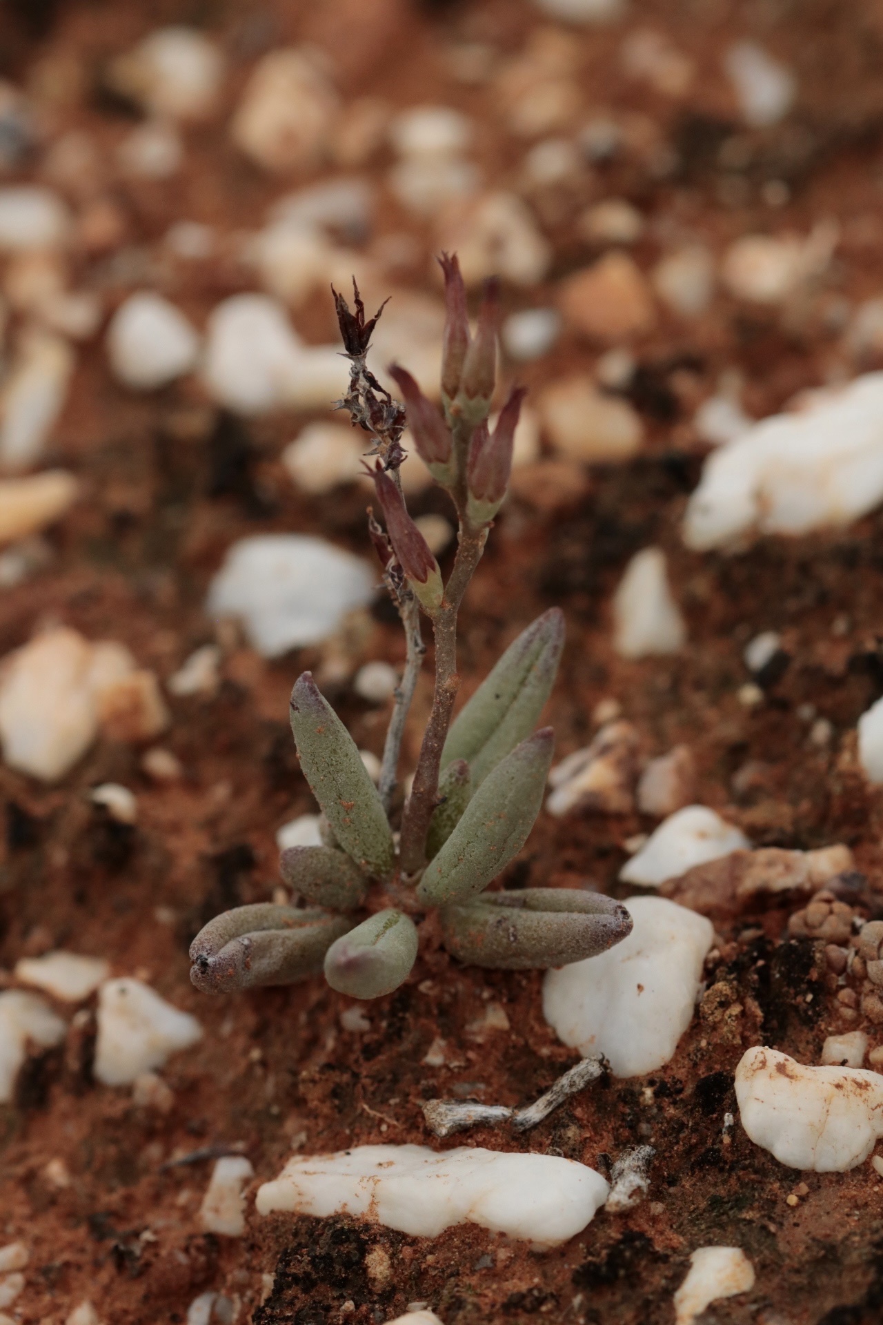 Imagem de Adromischus marianiae