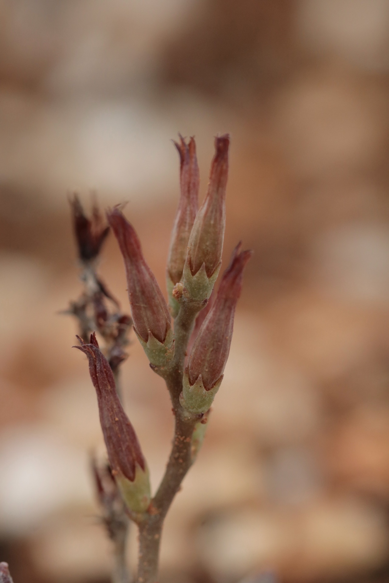 Imagem de Adromischus marianiae