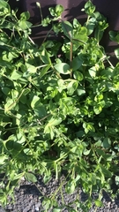 Stellaria media
