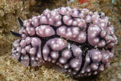 Phyllidiopsis krempfi
