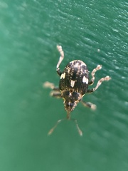 Mogulones asperifoliarum