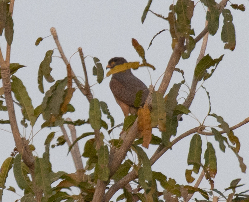 Grasshopper Buzzard (Butastur rufipennis), photo 6