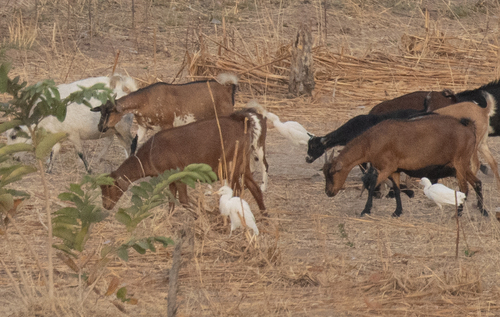 Western Cattle-Egret