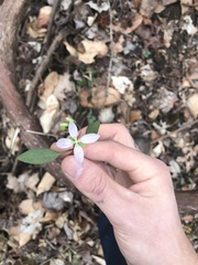 Cardamine angustata