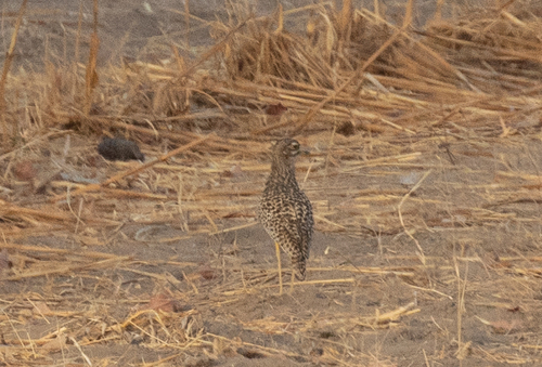 Spotted Thick-knee