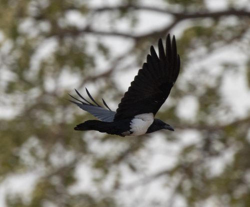 Pied Crow