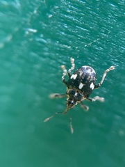 Mogulones asperifoliarum