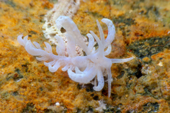 Phyllodesmium parangatum
