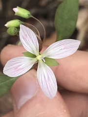 Cardamine angustata
