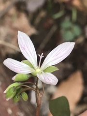 Cardamine angustata