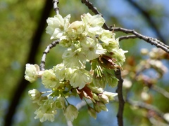 Prunus × lannesiana