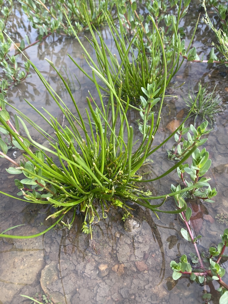 flowering-quillwort