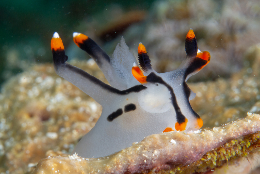 Thecacera picta