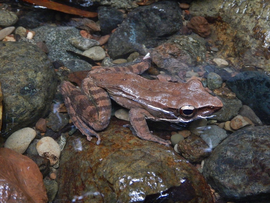 Eilogo Estate Frog