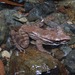 Eilogo Estate Frog - Photo (c) Bagus C. Hermawan, some rights reserved (CC BY-NC), uploaded by Bagus C. Hermawan