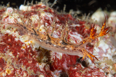 Cabangus regius