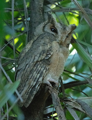Otus lettia lettia