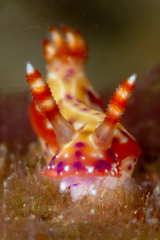 Hypselodoris