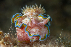 Glossodoris