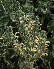 Salvia dominica
