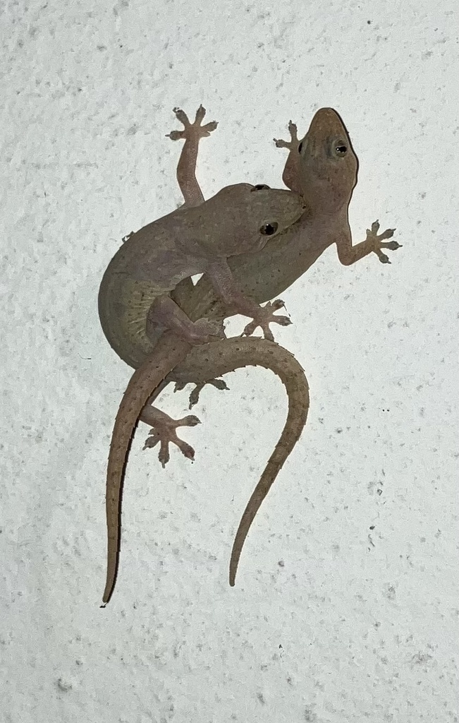 April Lizard Obscure Amazonian Lizard Observation of the Week: 12 April 2026 ...