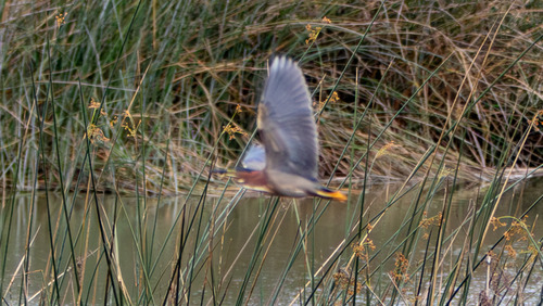iNaturalist observation photo of Green Heron