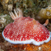 Reticulated Goniobranchus - Photo (c) Craig Hoover, some rights reserved (CC BY-NC), uploaded by Craig Hoover