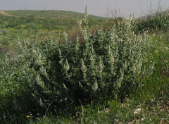 Salvia dominica