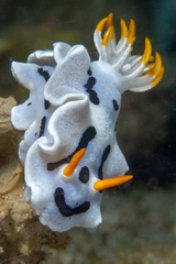Chromodoris alcalai