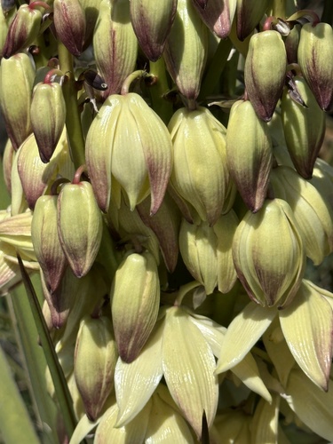 Yucca schidigera
