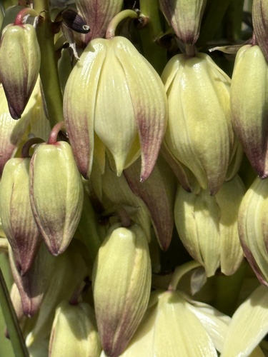 Yucca schidigera