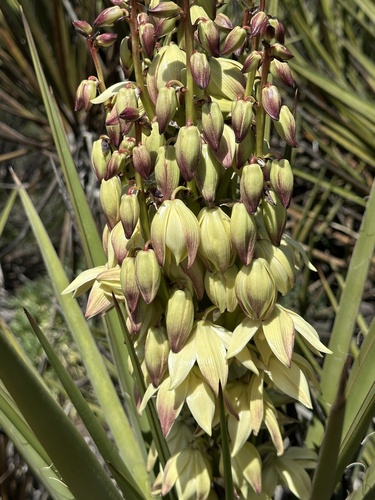 Yucca schidigera