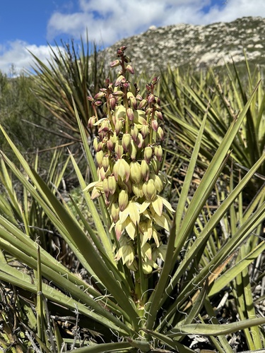 Yucca schidigera