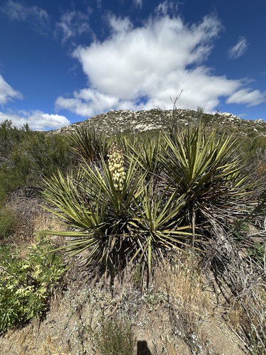 Yucca schidigera