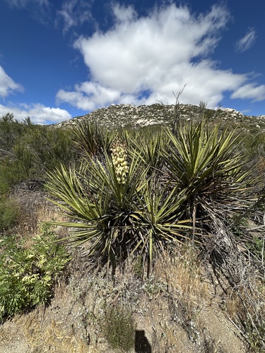 Yucca schidigera