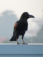 Corvus macrorhynchos culminatus