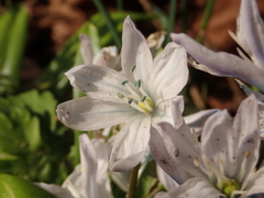 Scilla mischtschenkoana