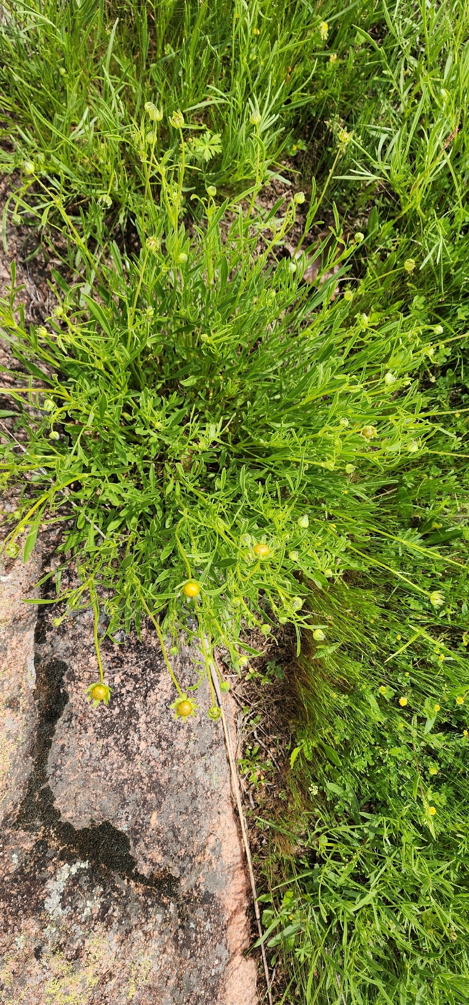 Imagem de coreopsis