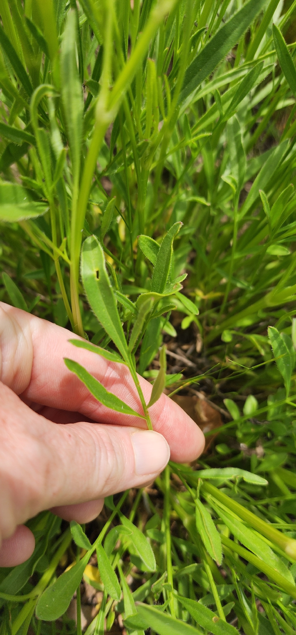 Imagem de coreopsis