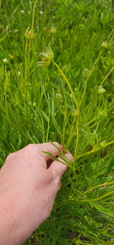 Foto de coreopsis