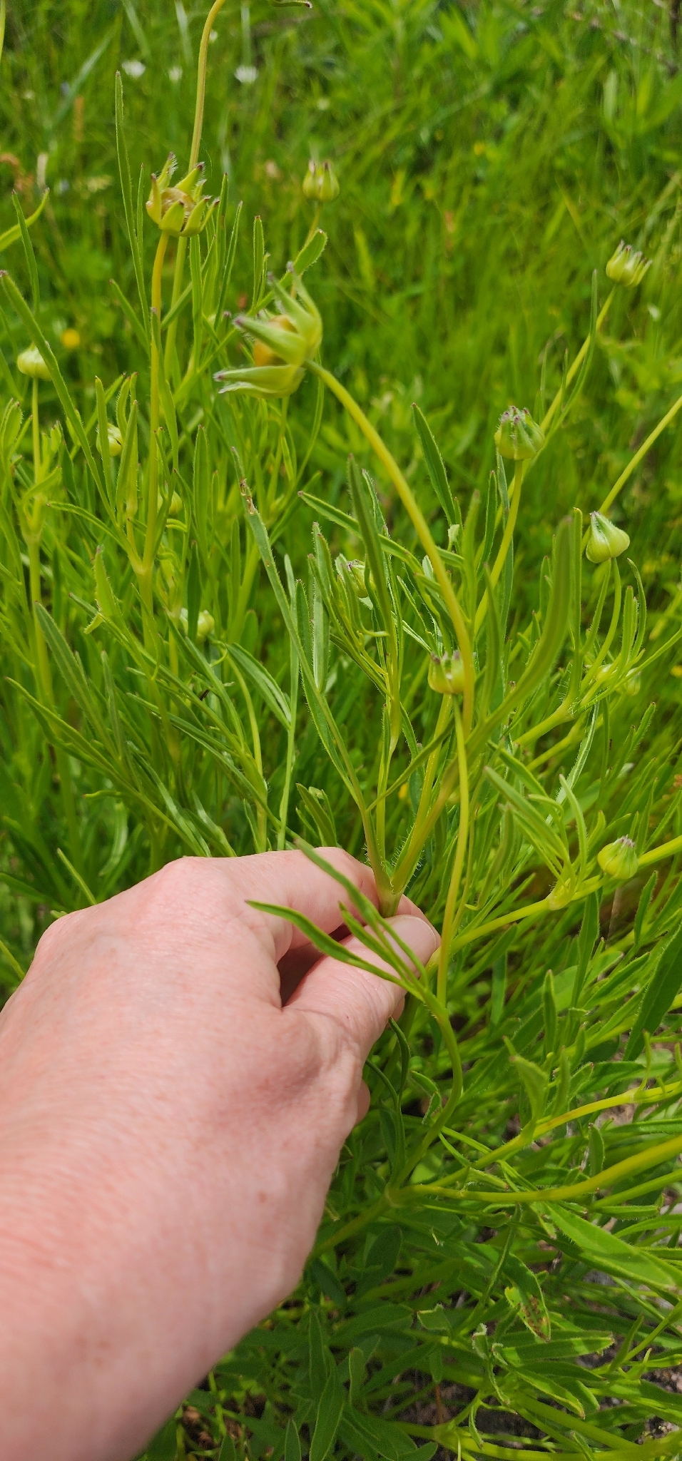 Imagem de coreopsis